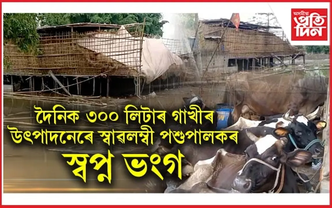 বানে তচনচ কৰিলে কৃষক, পশুপালকৰ সপোনঃ উটি গ'ল অৰ্ধশতাধিক গাহৰি, মৃত্যু কেইবাটাও পশুধনৰ...